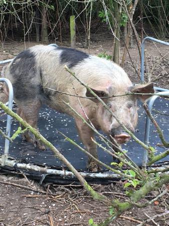 Pietren - порода свине: характеристики, описание, снимка