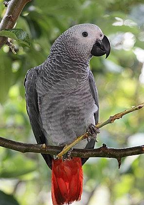 Колко време папагалът живее в плен?