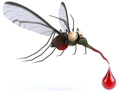 Дивата природа: безвредни мъжки комари и техните 