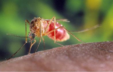 Какви са те, средства за защита на комарите и комарите?