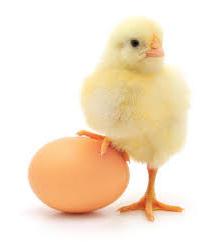Ползите и вредите от пилешките яйца са митове и реалност